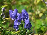 Monkshood Aconitum